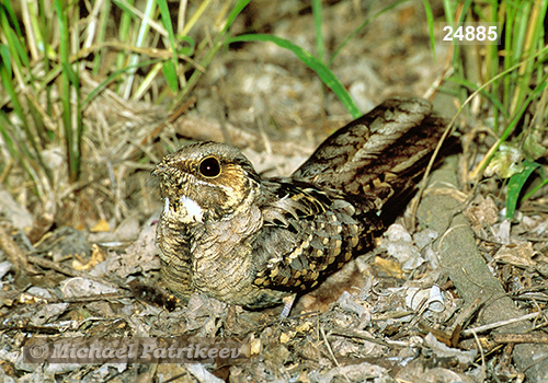 Common Pauraque (Nyctidromus albicollis)
